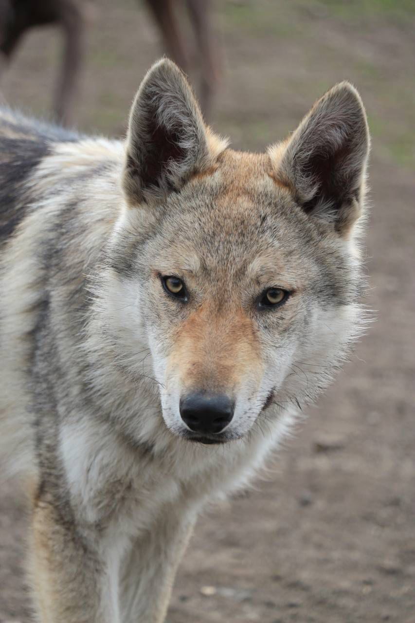 В поисках сокровищ леса #2 В поисках сокровищ леса #2